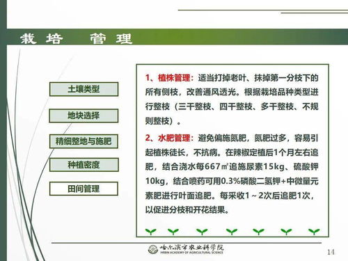 科技賦能春耕 網(wǎng)絡(luò)課堂開講辣椒栽培技術(shù)